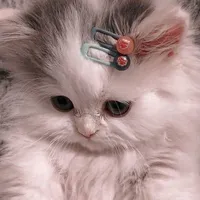 Má của NV