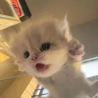 Cuốn kịch bản biết đi