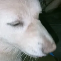 chó