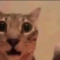 tất cả killer(-ai thì -)