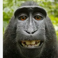 tác giả lười chim