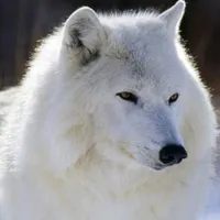 TRẦN MINH HIẾU "Dạng Sói"