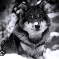 TRÀN ĐĂNG DƯƠNG"Dạng Sói"