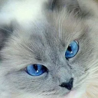 HOÀNG ĐỨC DUY"Dạng Mèo"