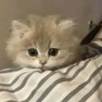 LÊ QUANG HÙNG"Dạng Mèo"