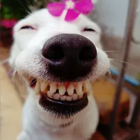 Cô Như - thư ký của rhy