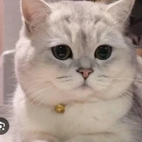 leo- pet của em