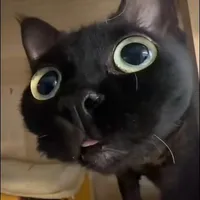Mèo gầy