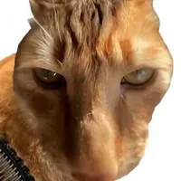 Cũng là mèo nhưng ko gầy