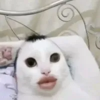 con hâm chính hiệu