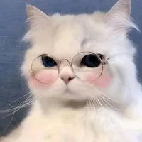 Y/n