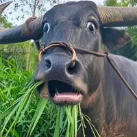 T/g thích nguợc😌