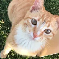 Mèo cam (Love)