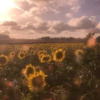 🌻𝙽𝚑𝚊̂𝚗 𝚟𝚊̣̂𝚝 𝚋𝚒́ 𝚊̂̉𝚗-𝟷🌻