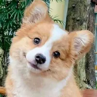 Bánh Bao