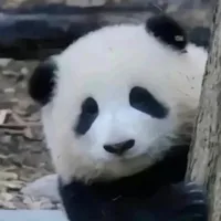 panda (gấu trúc -phúc bảo-)