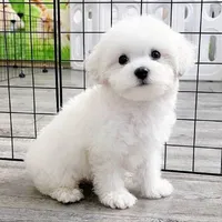 thk tác giả