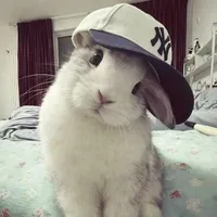bunny bear 