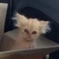 meo hoang😼