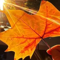 T/G chu che số 1 thế giớiツ