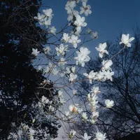 tác giả 🌸