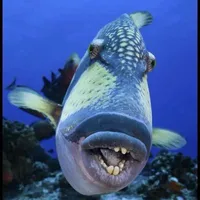 All *trừ ai cũng được*