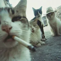 all giáo vin(trừ ai thì trừ)