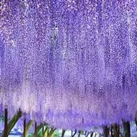 hi, mng đố mị là ai?