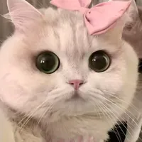 tác giả