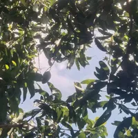 đa nhân vật