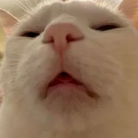 Cat bel