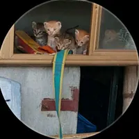 kobiet (ny mới của thk 7)