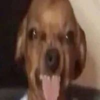 con chó