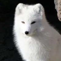 🦊 Nhất Kỳ