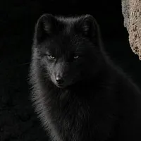 🦊 Vương Dịch