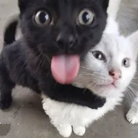 còn ai vào đây (tác giả)