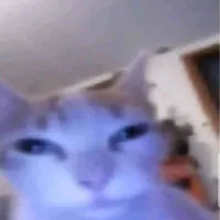 con mèo