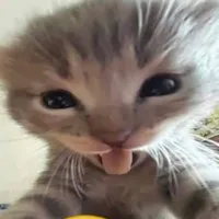 hệ thống số 97