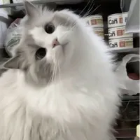 yoki