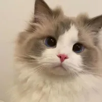 Hariki