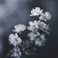 cân mọi nhân vật