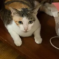 t/g and hệ thống