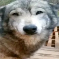 tác giả(bệnh lười)