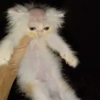 Đ.Tiez