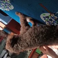bom