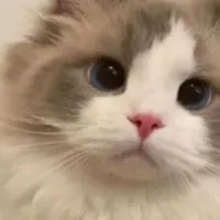 mimi