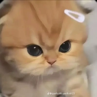 t/g bị ngố