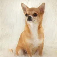 Chihuha