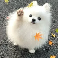 ông thầy thể dục