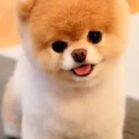 cái chợ